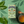 Load image into Gallery viewer, Organic and Biodynamic Green Tea Bags - Hampstead Tea