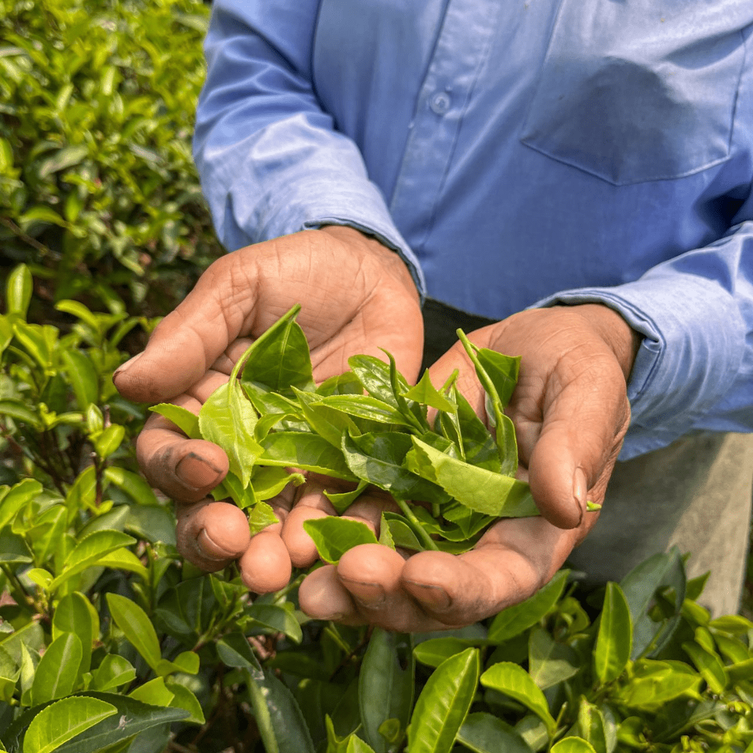Ultimate Guide to Organic Green Tea – Benefits, Best Types & How to Ch ...