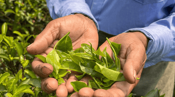 Ultimate Guide to Organic Green Tea – Benefits, Best Types & How to Choose the Right One - Hampstead Tea