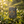 Load image into Gallery viewer, Biodynamic Darjeeling Tea Bags - Hampstead Tea

