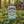 Load image into Gallery viewer, Biodynamic Green Tea Bags - Hampstead Tea
