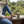 Load image into Gallery viewer, Darjeeling Loose Leaf Tea 1 KG Pack - Hampstead Tea
