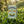 Load image into Gallery viewer, Green Tea Selection Tea Bags - Hampstead Tea
